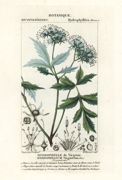 Virginia su yaprağı, Hydrophyllum virginianum by Stanghi Stanghi