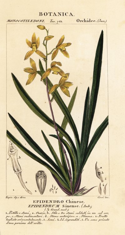 Ölmekte olan bir orkide, Cymbidium sinense by Stanghi Stanghi