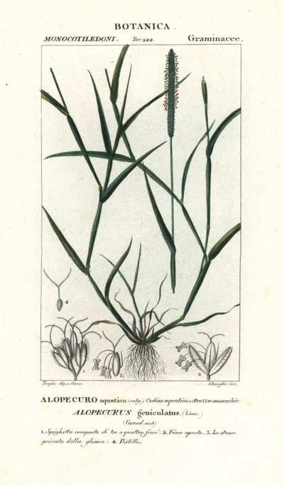 Su tilki kuyruğu, Alopecurus geniculatus by Stanghi Stanghi
