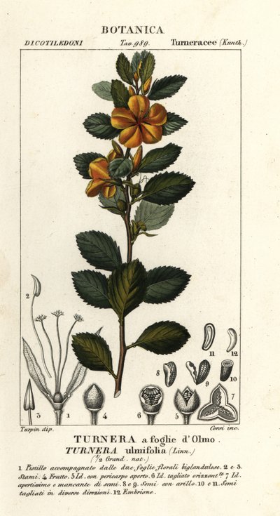 Sarı kızılağaç, Turnera ulmifolia by Stanghi Stanghi