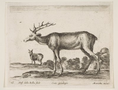 Levha 16: geyik, çeşitli hayvanlardan Diversi animali, yakl. 1641. by Stefano della Bella