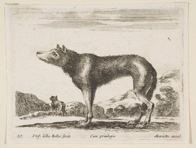 Levha 20: Kurt, çeşitli hayvanlardan Diversi animali, ca. 1641. by Stefano della Bella