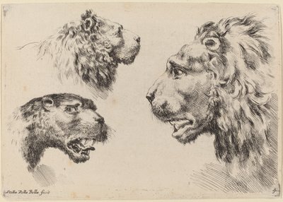 Üç Aslan Başı, muhtemelen 1649. by Stefano della Bella