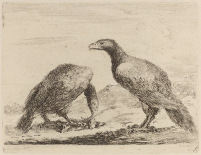 İki Kartal, Biri Küçük Kuzu Yiyen by Stefano della Bella