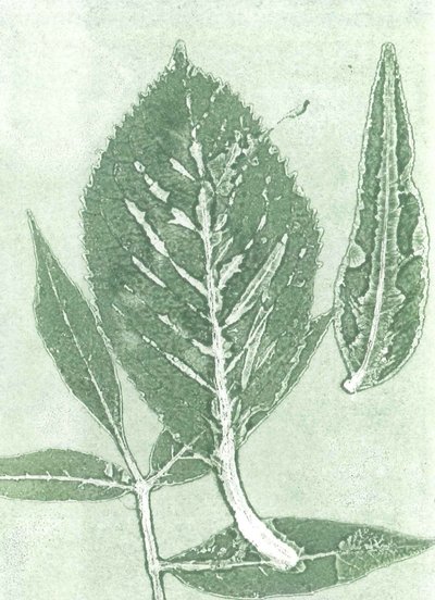 Gone IX, 2015 (kağıt üzerine monoprint) by Stephen Dow