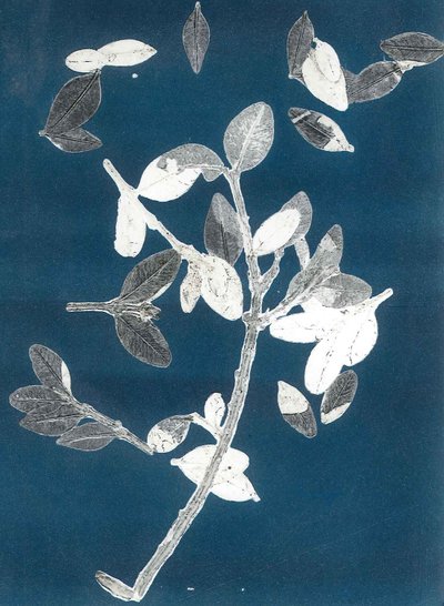 Gece Yarısı Bahçesi II, 2015 (kağıt üzerine monoprint) by Stephen Dow