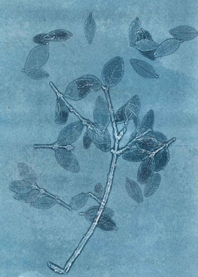Gece Yarısı Bahçesi I, 2015 (kağıt üzerine monoprint) by Stephen Dow