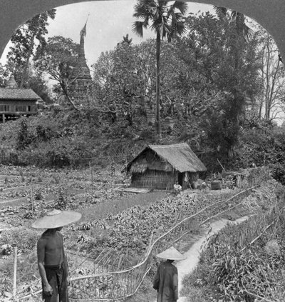 Pagodaların ortasında bir sebze bahçesi, Bhamo, Burma, 1908 by Stereo Travel Co
