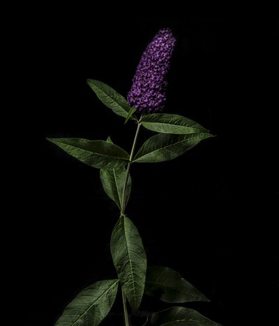  by Steve Gallagher