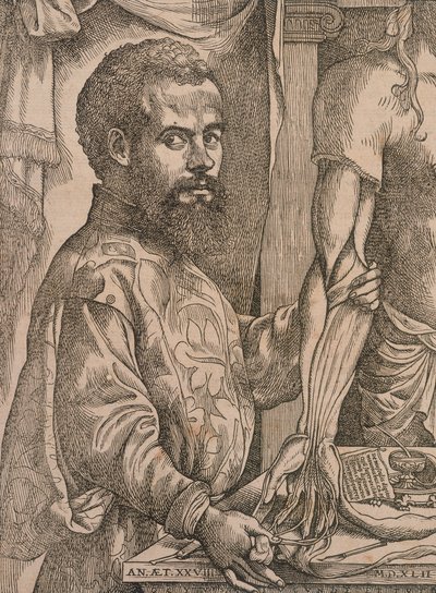 Andreas Vesalius, bir kadavranın ön kol kaslarını keserken, 1543. by Steven van Calcar