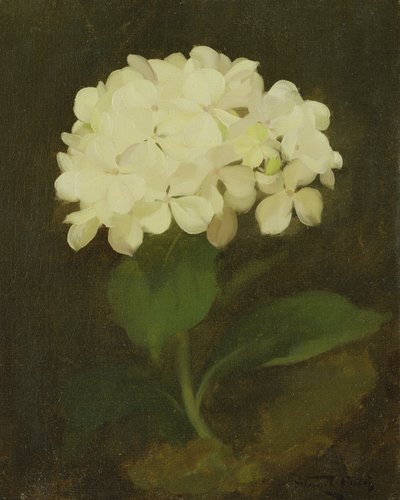 Beyaz Ortanca (tuval üzerine yağlıboya) by Stuart Park