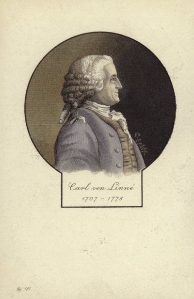 Carl Linnaeus (1707-1778), İsveçli botanikçi ve zoolog by Swedish School