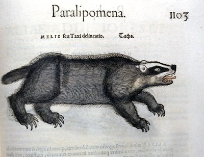 Porsuk, Conrad Gesner