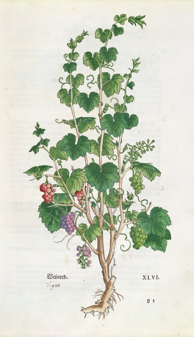 Leonard Fuchs (1501-66) 1543 tarafından De Historia Stirpium