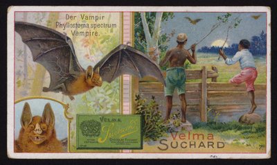 Vampir yarasa (chromolitho) by Swiss School