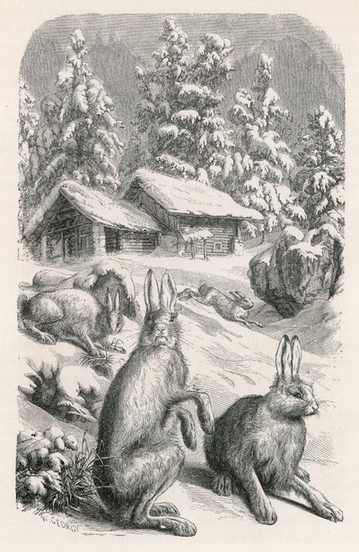 Beyaz Alp Tavşanı by Swiss School
