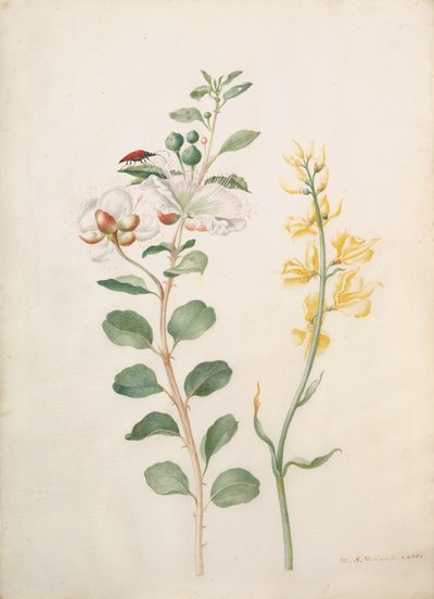 Kapari, Gorse ve Bir Böceğin Çalışması, 1693. by Sybilla Merian