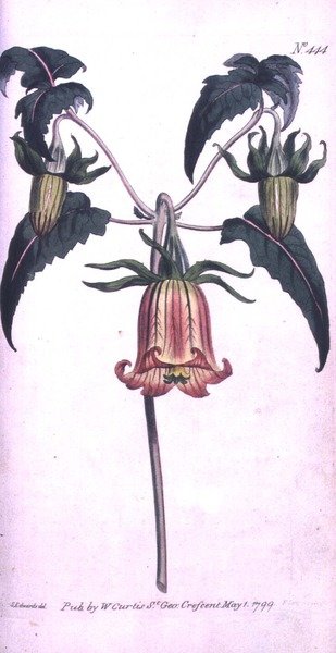 Kanarya Adası Çan Çiçeği (Canarina campanula), William Curtis