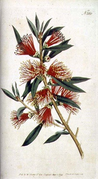 Sert yapraklı Metrosideros (Metrosideros citrina), William Curtis