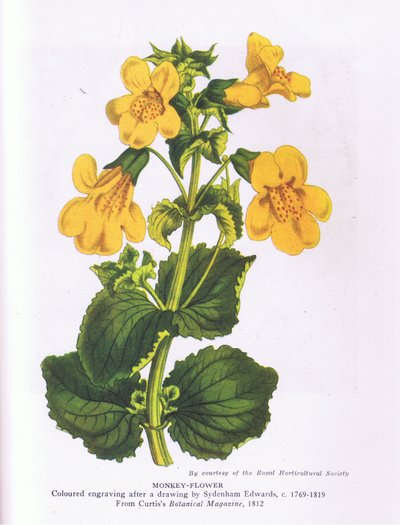 Maymun Çiçeği, İngiltere