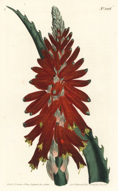 Aloe ağacı - Dar yapraklı kılıç aloe, Aloe arborescens. William Curtis