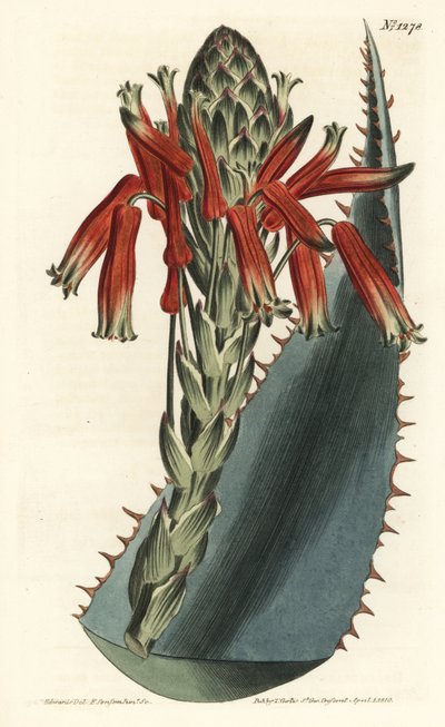 Aloe çeşidi - Mavi aloe, Aloe glauca (Kırmızı dikenli sarı aloe, Aloe rhodacantha) - William Curtis