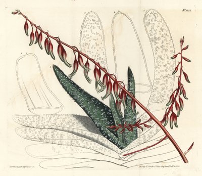 Aloes eventtails - Fan aloe, Aloe plicatilis (Dil aloe, Aloe lingua). William Curtis
