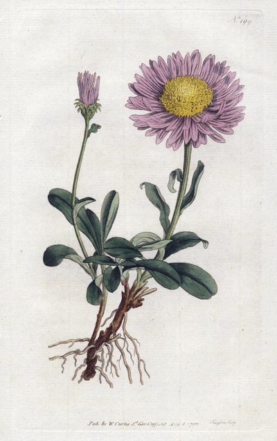 Alp Aster veya Alplerin Kraliçe Papatyası - William Curtis