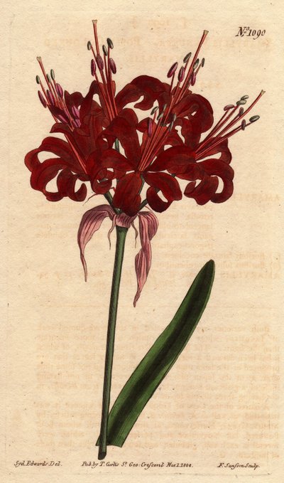 Amaryllis haşhaş rengi, koyu kıpkırmızı çiçeklerle, tek ayaktan çiçek açar. Aslen Cape of Good Esperance