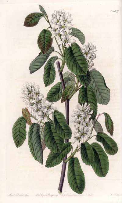 Kızılağaç yaprakları veya çiçekli aronie ile Amelanchier - S.Watts tarafından oyulmuş plaka, Sarah Anne Drake (1803-1857), Sydenham Edwards Botanik Kaydı
