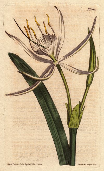 Amerikan pancratiumunun kokulu beyaz çiçekleri vardır. Beyaz kokulu çiçeklerle Amerikan pancratium. Pancratium rotatum. William Curtis