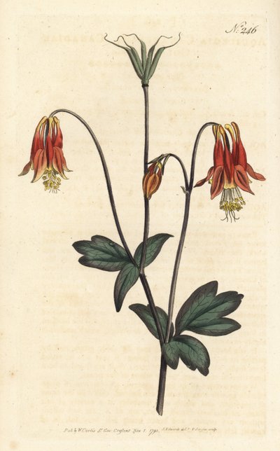 Ancolia du Canada - Kanadalı columbine. Aquilegia canadensis. Sydenham Edwards rom William Curtis