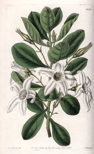 Anthocercis variete, Avustralya
