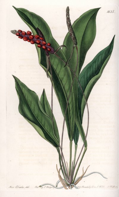 Anthurium gracile - S.Watts tarafından oyulmuş tahta, Sarah Anne Drake (1803-1857), Sydenham Edwards Botanik Kaydı
