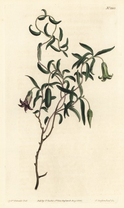 Elma meyvesi veya değiştirilebilir çiçekli billardiera, Billardiera mutabilis - William Curtis