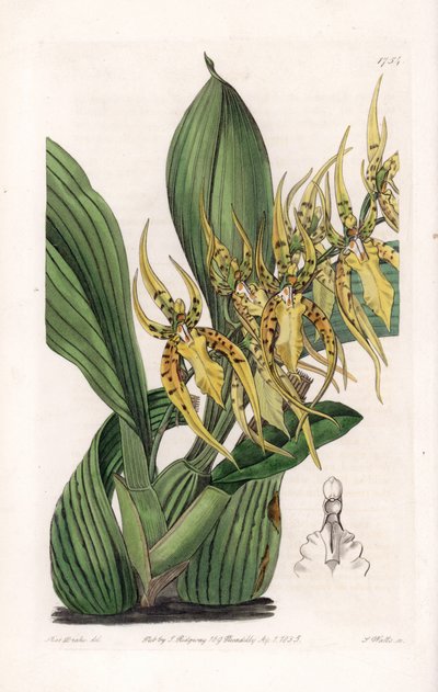 Araignee Orkide - S.Watts tarafından oyulmuş plaka, Sarah Anne Drake (1803-1857), Sydenham Edwards Botanik Kaydı