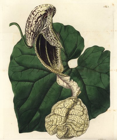 Aristoloche variete - Tekne çiçekli doğum otu, Aristolochia cymbifera. Sydenham Edwards