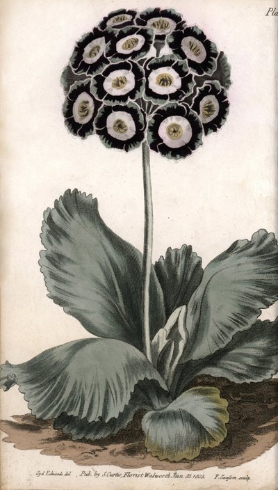 Kulak kepçesi veya ayı kulağı. Renkli bakır gravür, Sydenham Edwards (1768-1819) tarafından Botanik Konferansları için illüstrasyon, Lambeth Botanik Bahçesi (İngiltere) by Sydenham Teast Edwards