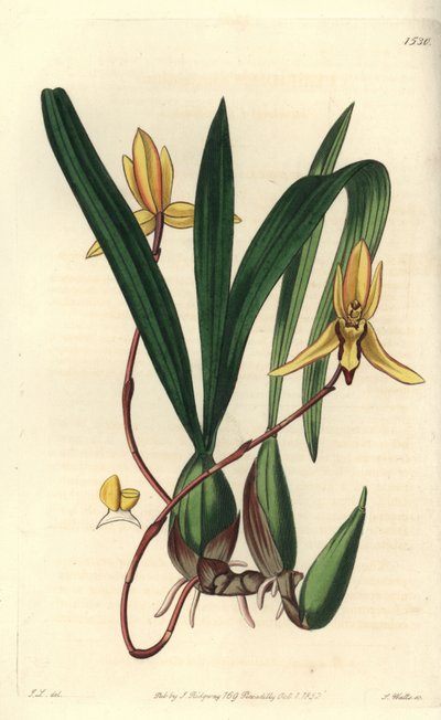 Avustralya epifitik orkide çeşidi - Brasiliorchis marginata orkide (Kırmızı kenarlı cymbidium orkide, Cymbidium marginatum). Sydenham Edwards' Botanical Register, Ridgewa'dan John Lindley tarafından yapılan bir illüstrasyonun ardından S. Watts tara by Sydenham Teast Edwards