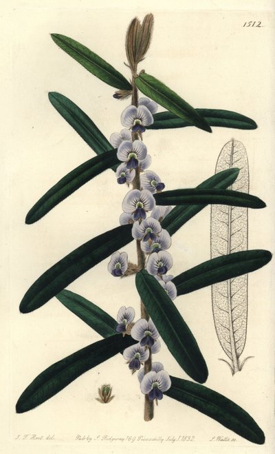 Avustralya hovea çalı çeşidi - Shaggy hovea, Hovea villosa. J.T.