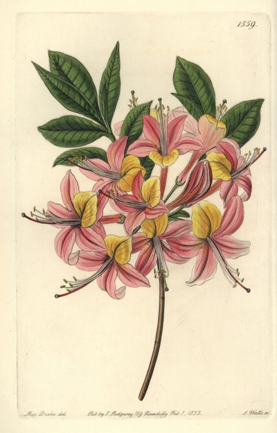 Açelya pontik sarı - Sarı açelya, Rhododendron luteum (Değiştirilebilir Pontik açelya, Açelya pontica versicolor). Sydenham Edwards