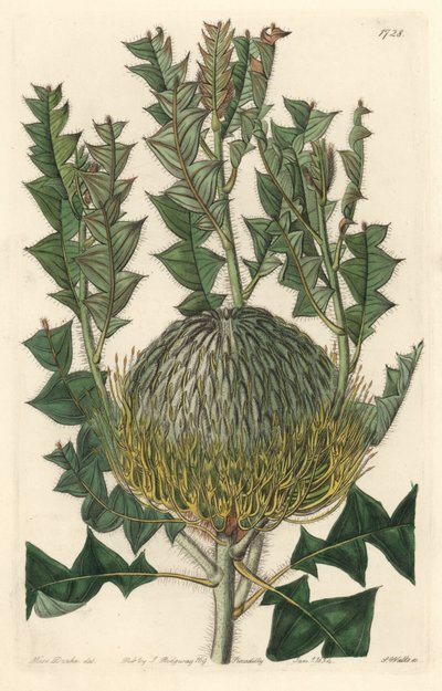 Banksia speciosa, aslen Avustralya