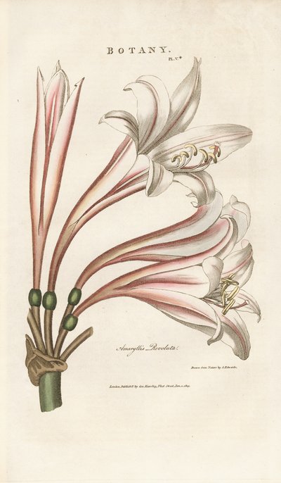  by Sydenham Teast Edwards