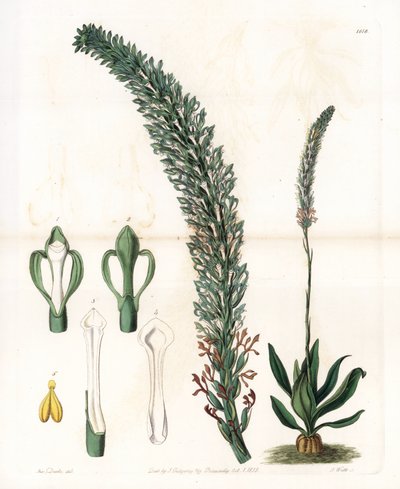 Belle sauroglossum - S.Watts tarafından oyulmuş plaka, Sarah Anne Drake (1803-1857), Sydenham Edwards Botanik Kaydı