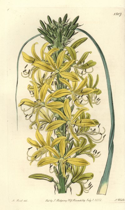 Berry Asphodele - Asphodeline lutea (Sibirya sarı asphodel, Asphodelus luteus var. sibiricus). Sydenham Edwards