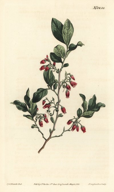 Siyah huckleberry, Gaylussacia baccata (Kırmızı çiçekli rutubetli yabanmersini, Vaccinium resinosum) - William Curtis