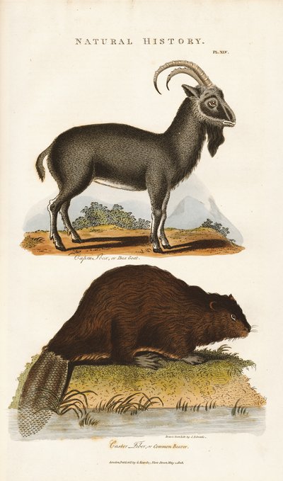 Mavi Keçi ve Kunduz by Sydenham Teast Edwards