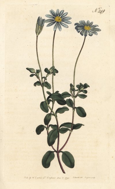 Mavi Paket, Felicie, Cape Margarita veya Cape Aster - Mavi papatya, Felicia amelloides (Mavi çiçekli cineraria veya Cape aster, Cineraria amelloides) - Sydenham Edwards rom William Curtis