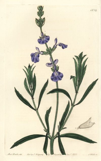 Mavi Adaçayı - Çayır adaçayı, Salvia azurea (Dar yapraklı adaçayı, Salvia angustifolia). Sydenham Edwards