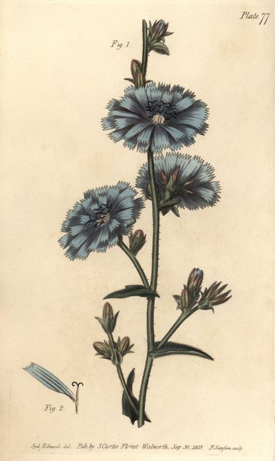 Mavi succory veya adi hindiba, Cichorium intybus, Polygamia aequalis. Lambeth